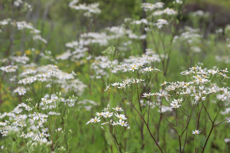 참취 진달래원 200714 김정인 (4).JPG